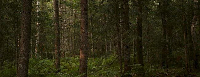 Dense, mossy forest with tall trees, green undergrowth, and dappled light filtering through leaves.