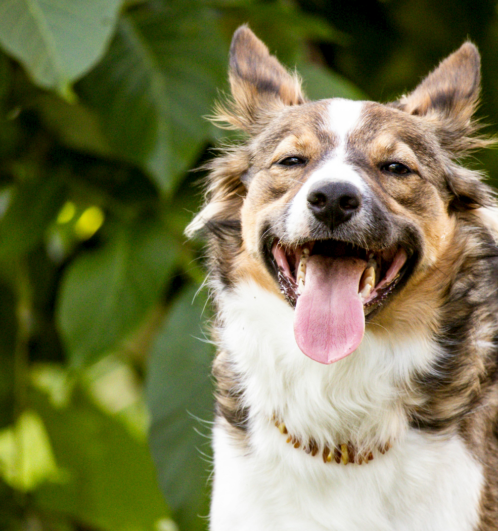 A happy mixed-breed dog with its tongue out, outdoors among green leaves, wearing a collar. Top it at 140 characters, always ending the sentence.